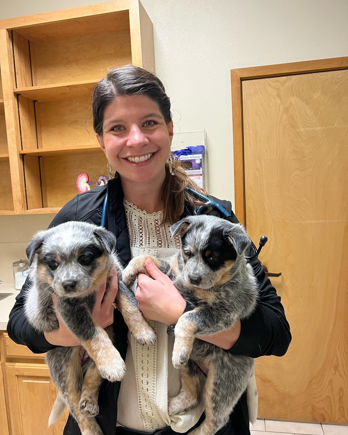 Australian Cattle Dog Puppies For Sale, Blue Heeler Puppies for sale